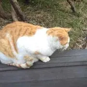アドリゴ