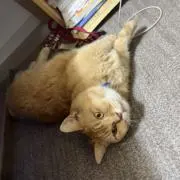 モンステラの画像