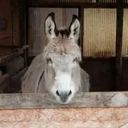 おーちゃんの画像