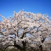 minaの画像
