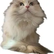 ちっちの画像