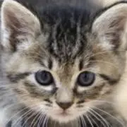 ねっこの画像