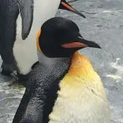 Pum
