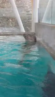 アザラシの画像