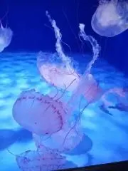 noriの画像