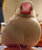 ナイン