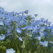 ことはの画像
