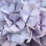 mumの画像