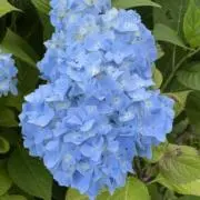 ビ