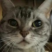 ゆたか逆鱗の画像