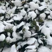 yrknの画像