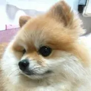 ひめすけ