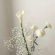 ふみまるの画像