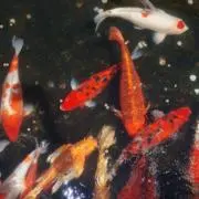 テイの画像