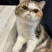 わつにゃーの画像