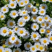 ぽむの画像