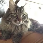 ペコタ