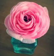 ころちゃっか半島の画像