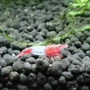 心