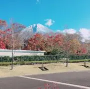 のりりの画像