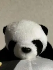 Pandaの画像
