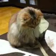 taketakeの画像