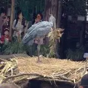 かあく