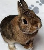 ナッツの画像