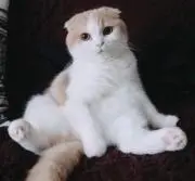 たまちゃんの画像