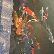 黒いサンタ