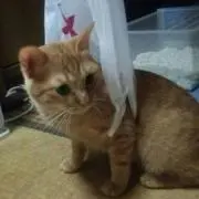 瓜坊