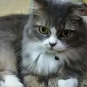 かもりんの画像