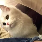 おいなりさんの画像
