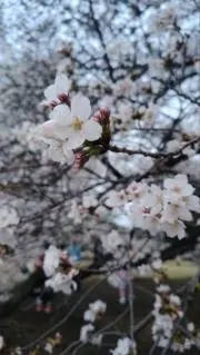 くらむの画像