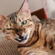 michi