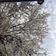Uᕷ*.°の画像