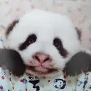 パンダシャンの画像