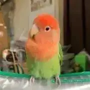 TOMOの画像