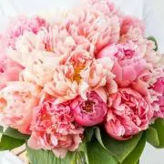 peony6323の画像