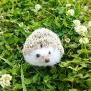 たまの画像