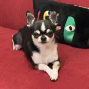 なつの画像