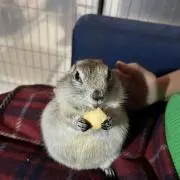 おみそしるの画像