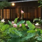 カルナの画像