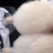 ルー助の画像