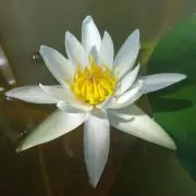 ひつじぐさの画像