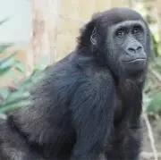 モフモフの画像