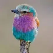 リサの画像