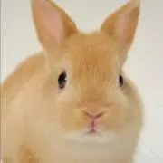 うさちゃんママの画像