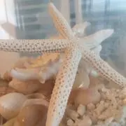 PEKOの画像