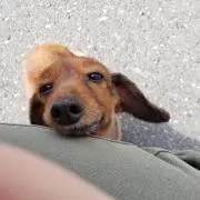 ルーはカニンヘン